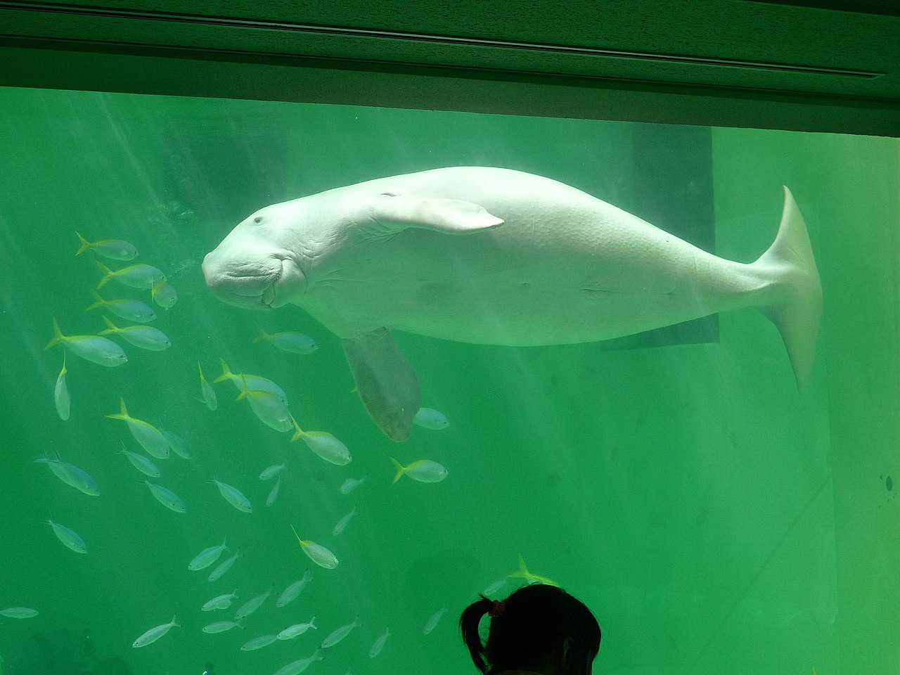 鳥羽水族館で飼育されていたジュゴン