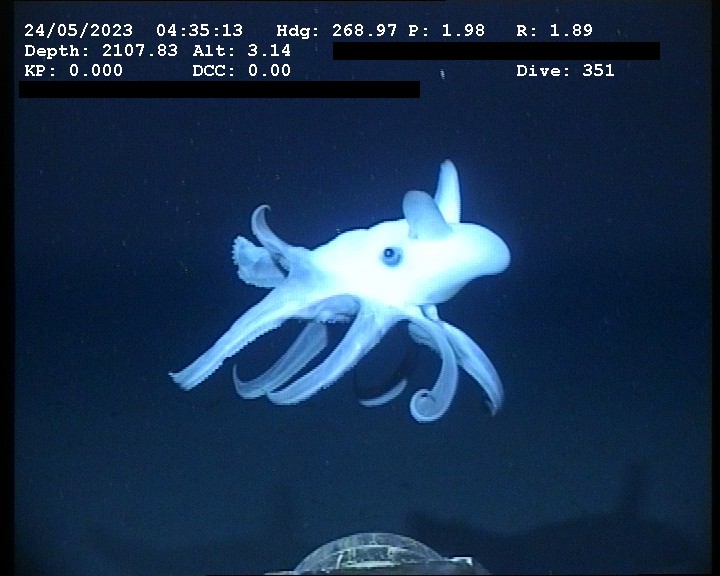 深海のダンボオクトパス