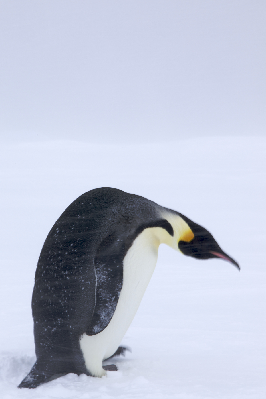 南極のコウテイペンギン