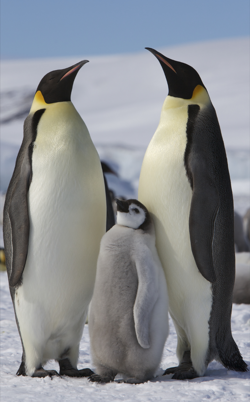コウテイペンギンの親子