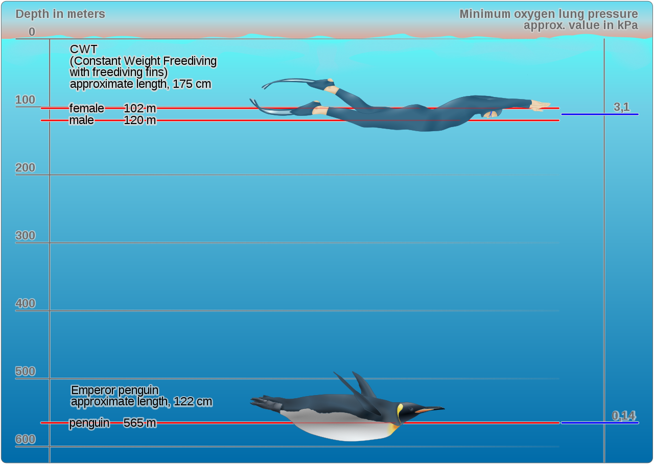 コウテイペンギンの潜水の深さの図