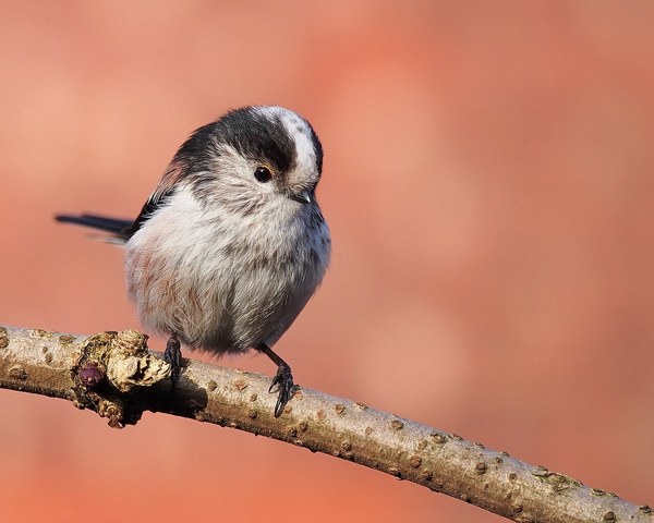 エナガの成鳥(正面)