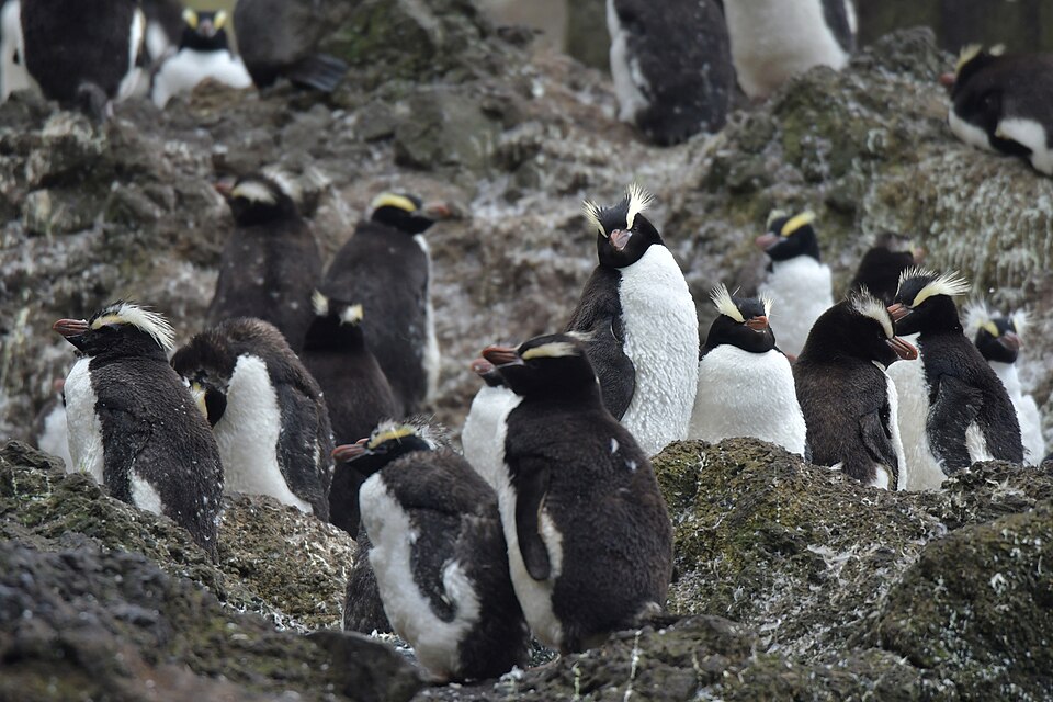 岩場に集まるマユダチペンギンの群れ