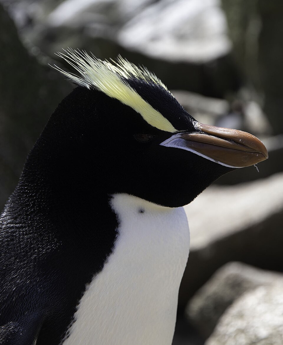 マユダチペンギンの立った冠羽