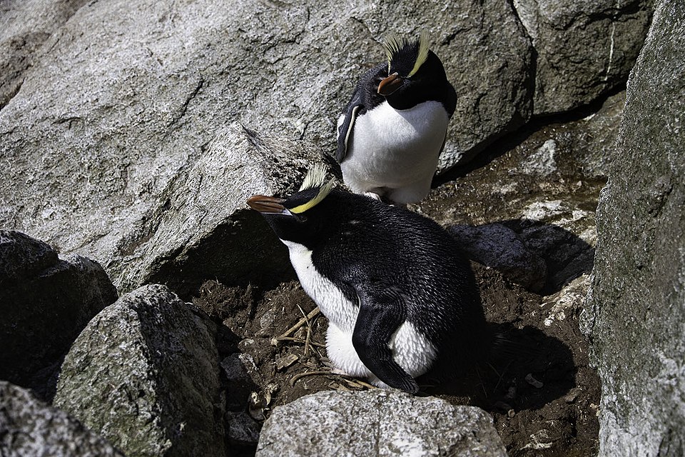 営巣するマユダチペンギンのペア