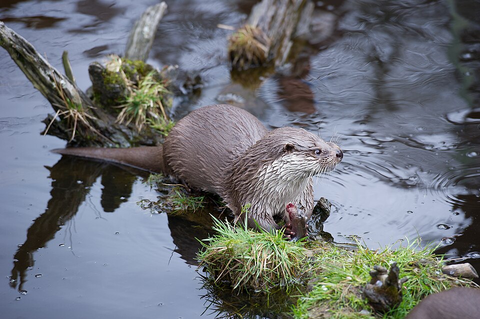 草地の上で獲物を食べるユーラシアカワウソ