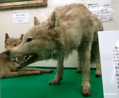 北海道大学のエゾオオカミ剥製