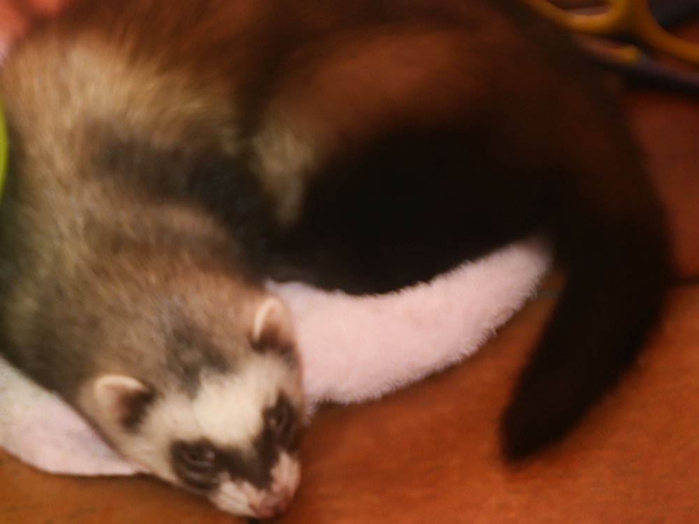 飼育されるフェレット