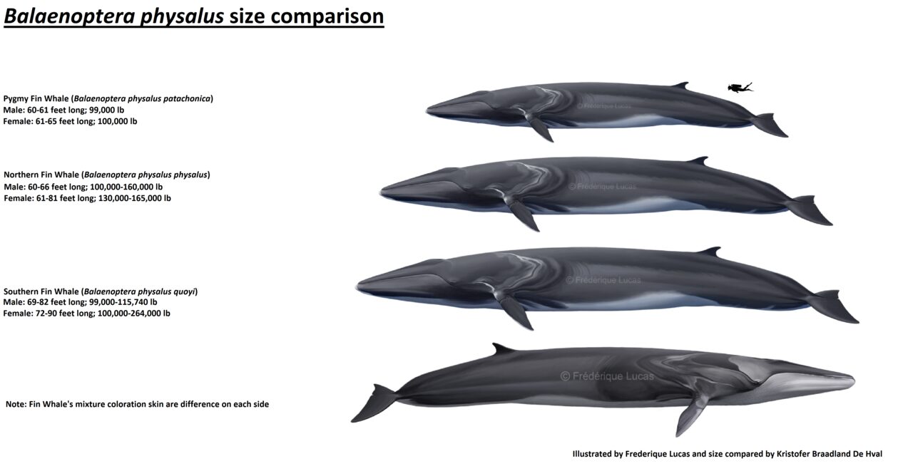 ナガスクジラ3亜種と人(ダイバー)の大きさ比較