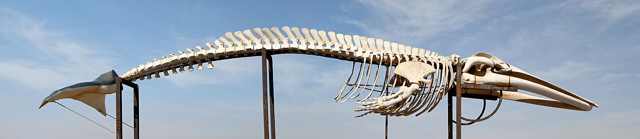 ナガスクジラの全身骨格・屋外展示