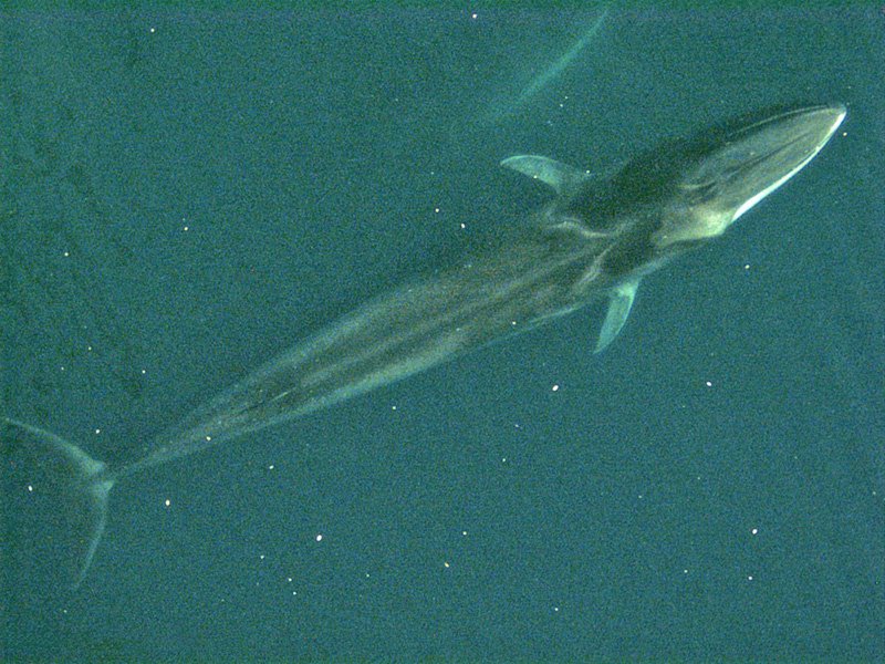 上空から見たナガスクジラの全身・下顎の色が左右で違う