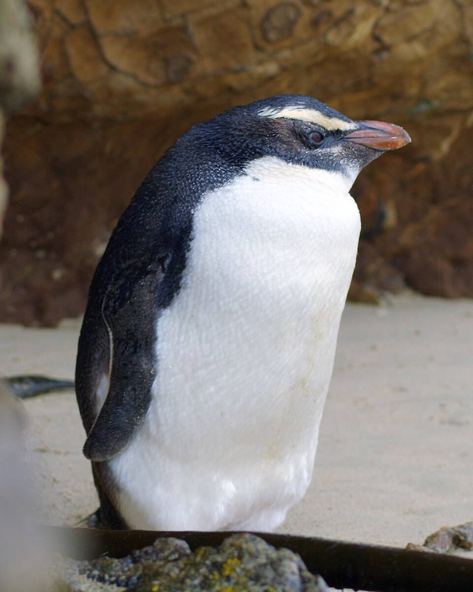 キマユペンギンの黄色い冠羽