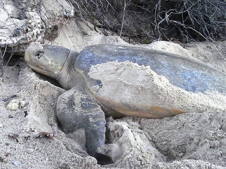 砂浜で産卵するヒラタウミガメの成体