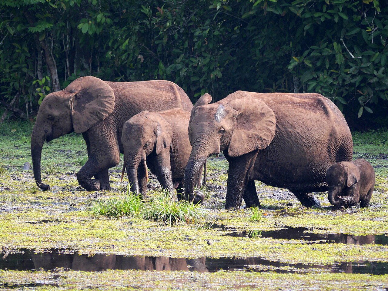 森の空き地バイに集まるマルミミゾウの群れ