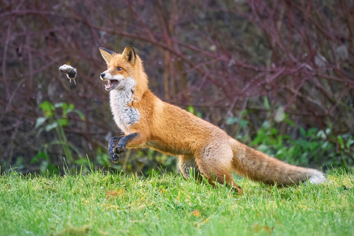 ネズミを捕らえるアカギツネ