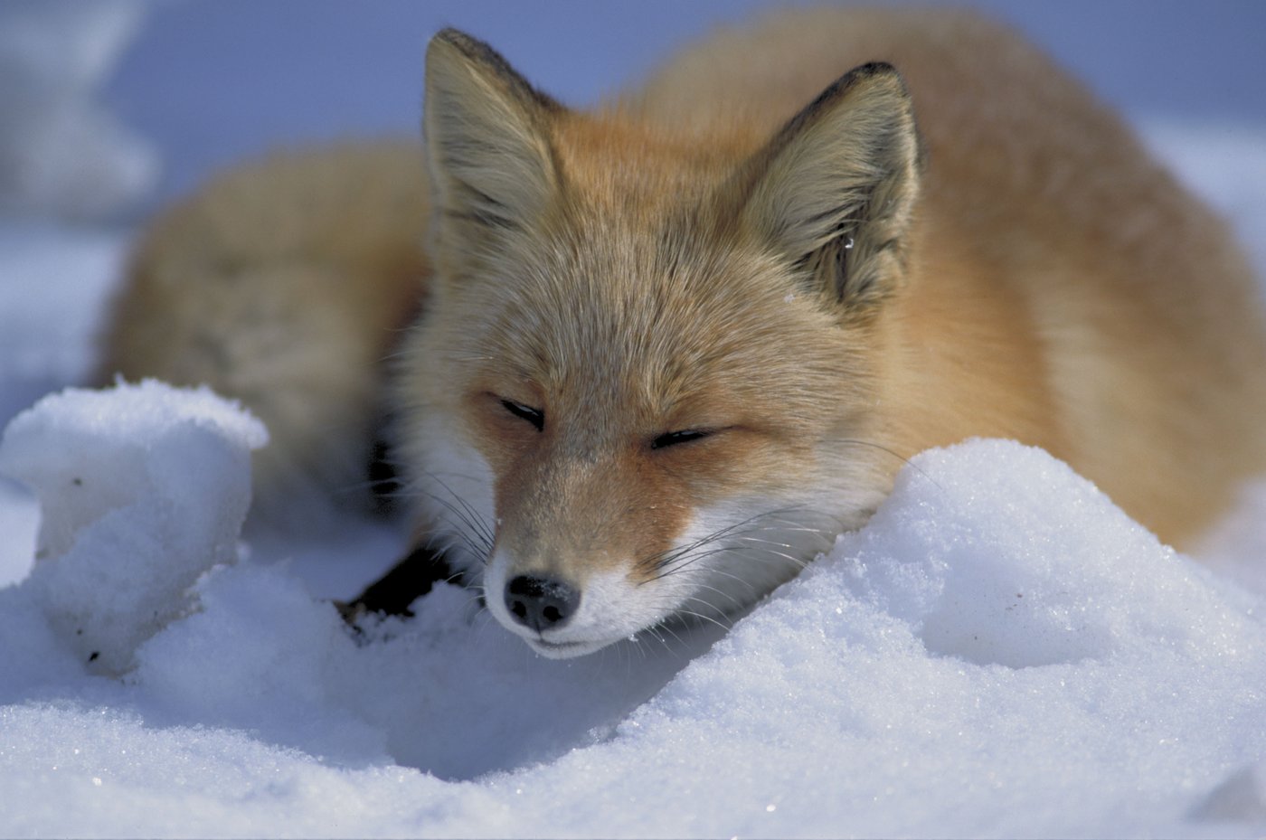雪の上のキタキツネ