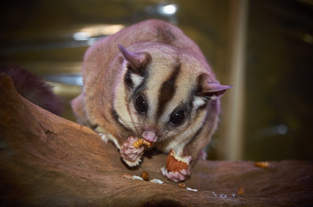 樹上で食事をするフクロモモンガ