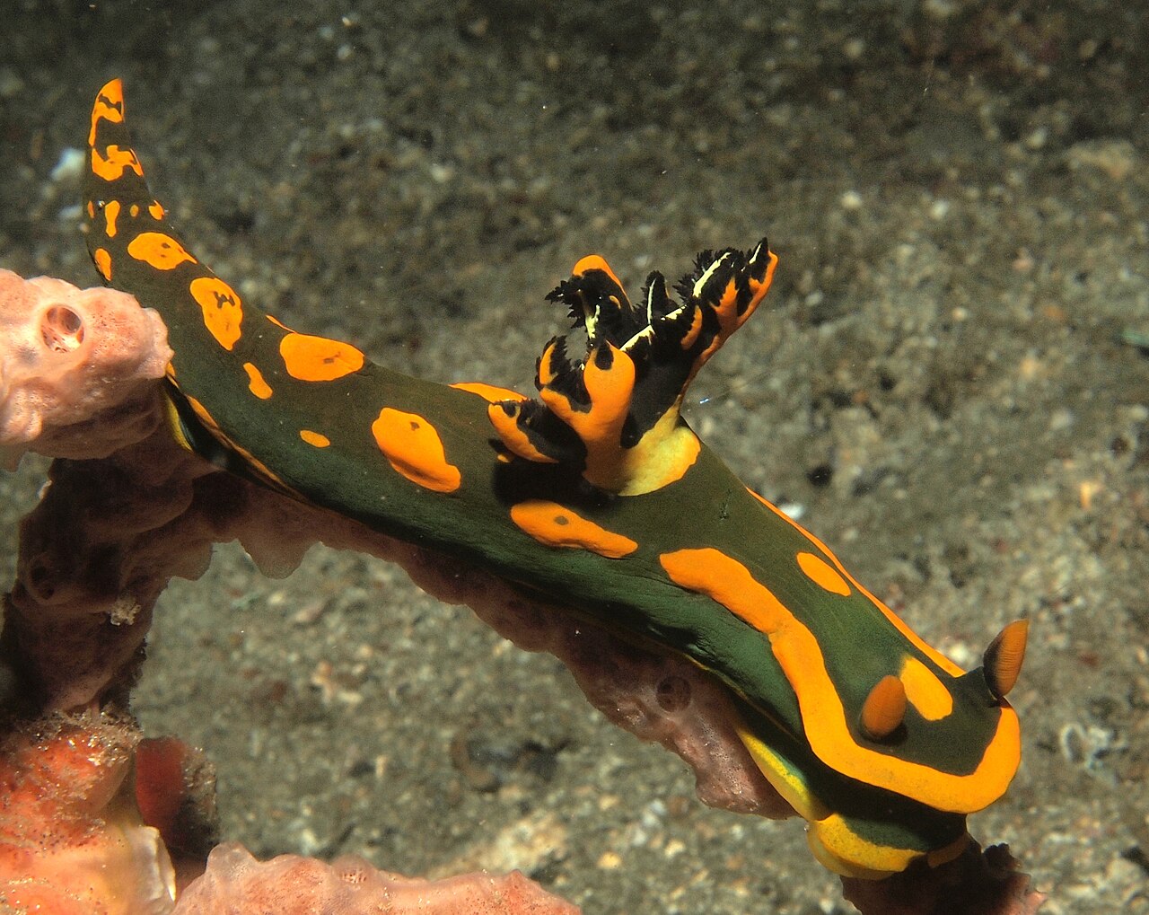 ガブリエラウミウシの側面・橙色の斑が強い個体