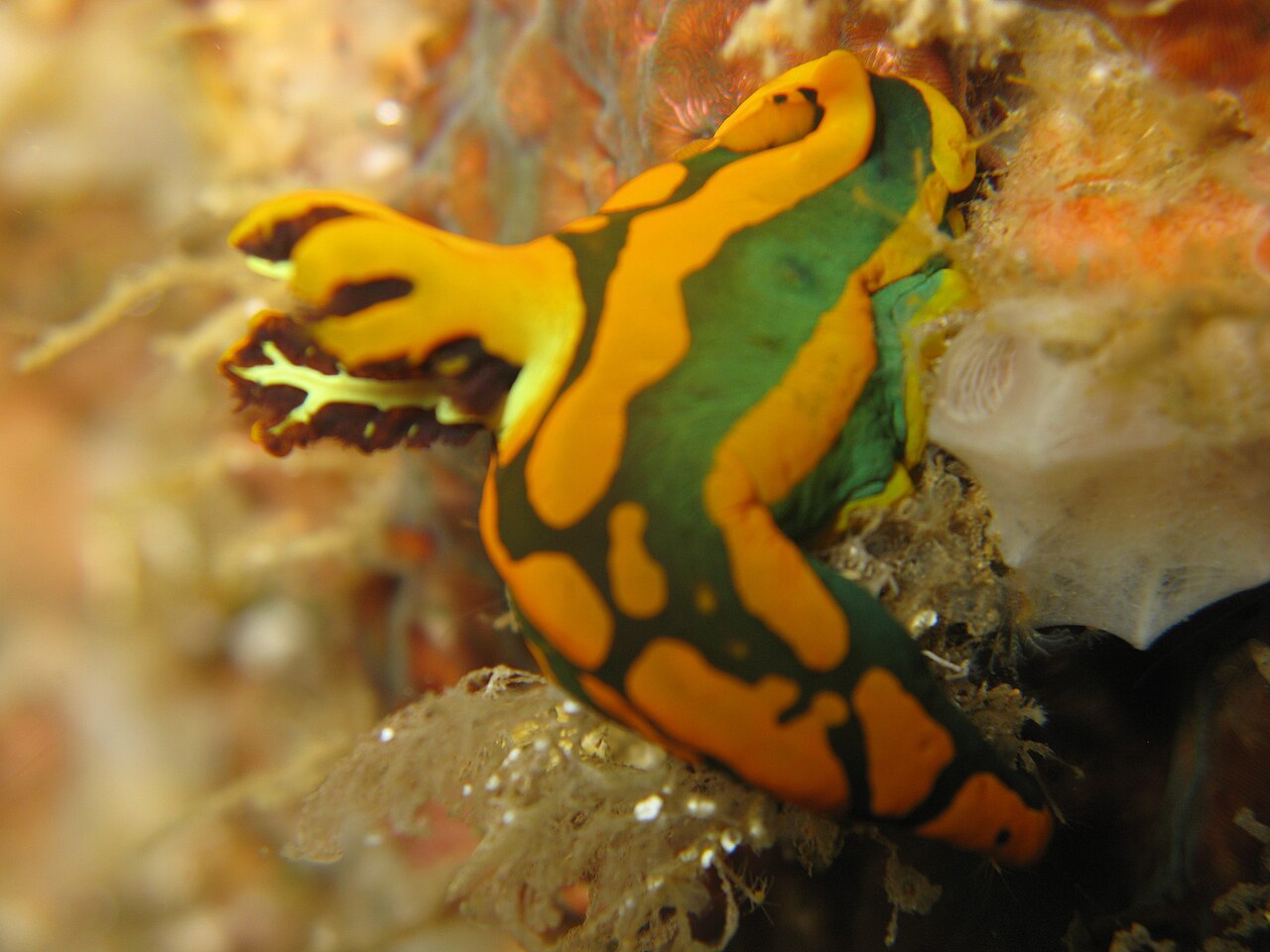 ガブリエラウミウシがバブルコーラルに載る(インドネシア Lembeh)
