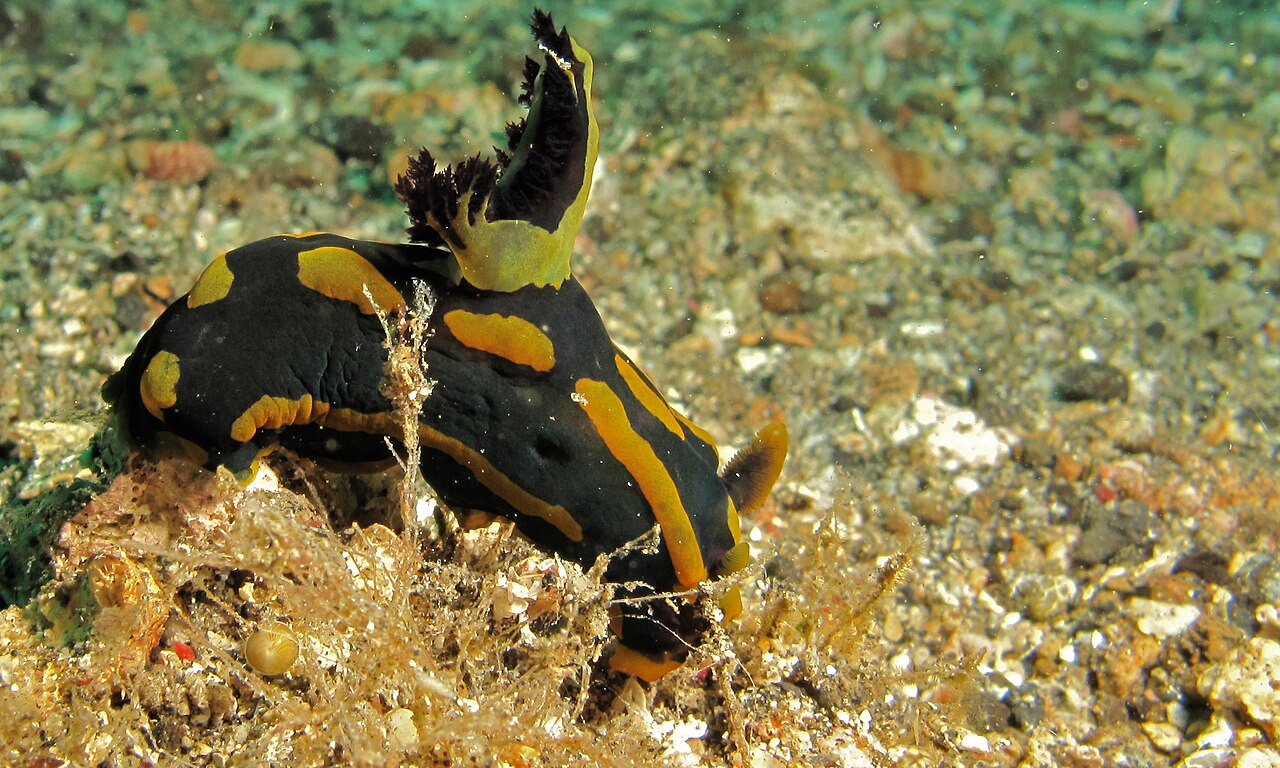 ガブリエラウミウシの側面・緑の海藻地の姿