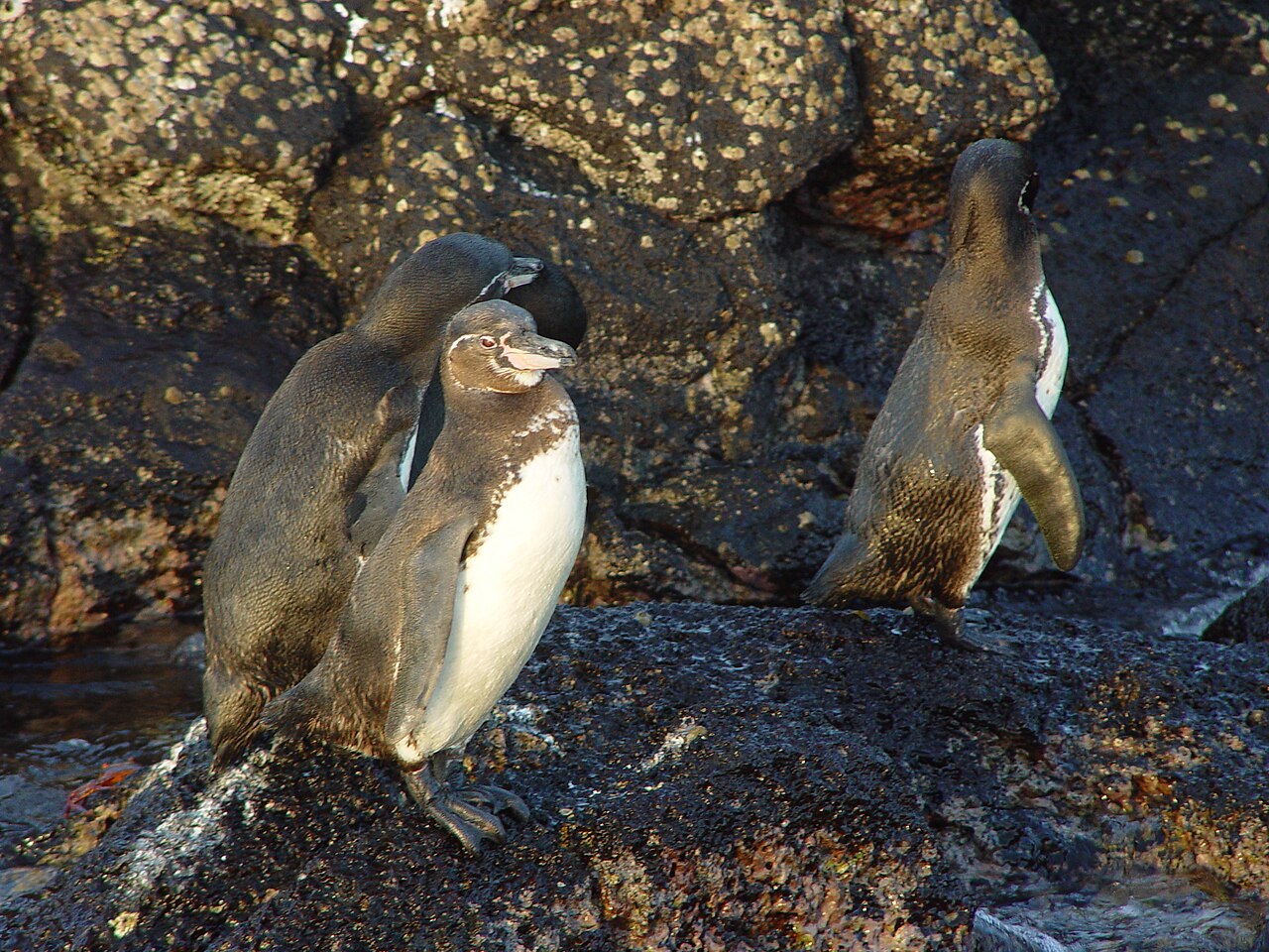 溶岩の岩場のガラパゴスペンギン