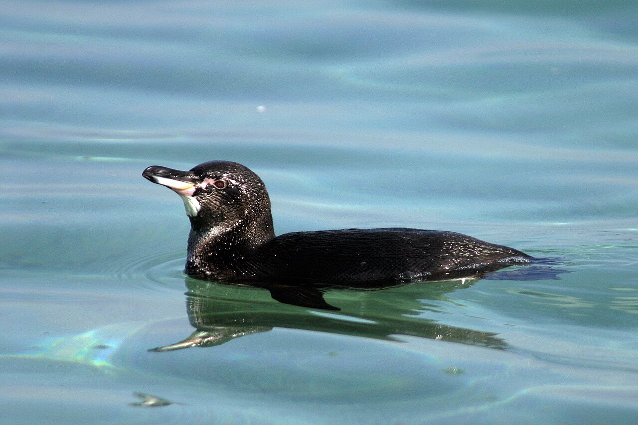 海を泳ぐガラパゴスペンギン