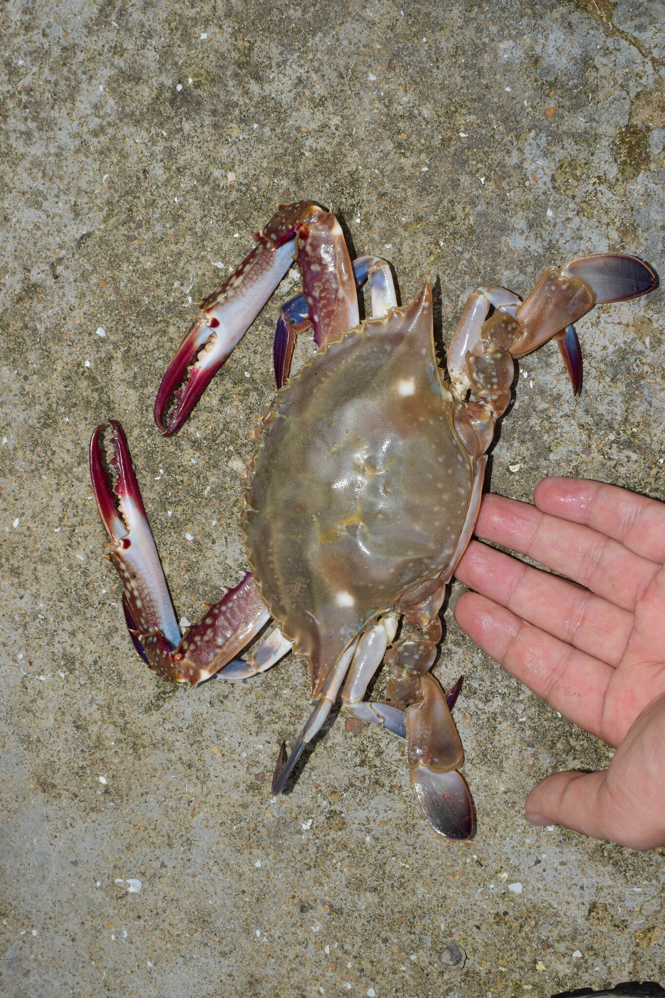 ガザミの大きさ