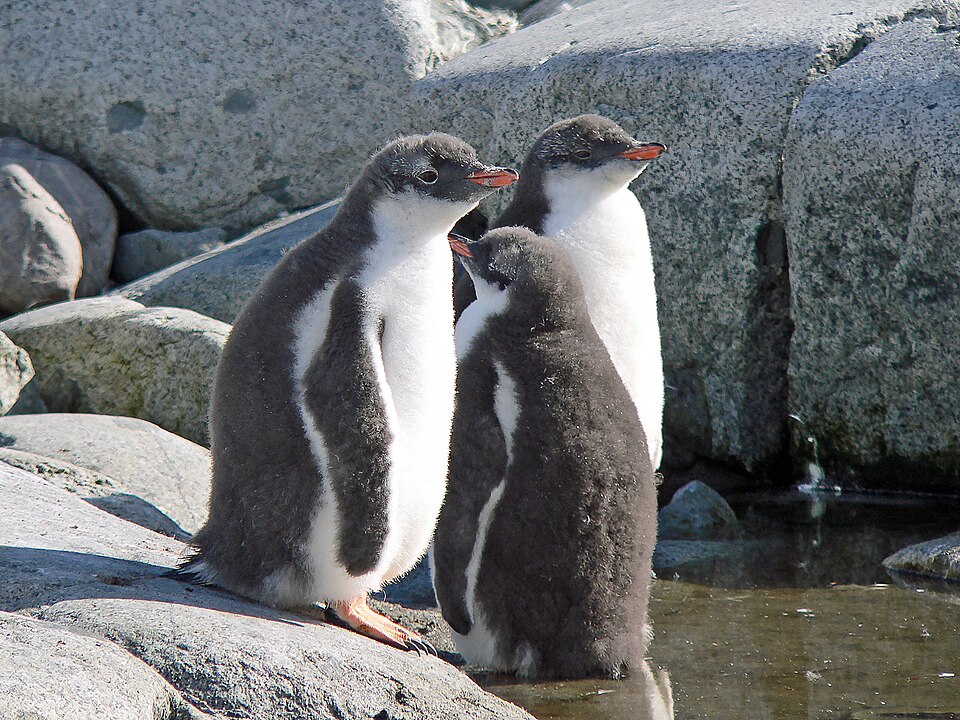 ジェンツーペンギンのヒナ