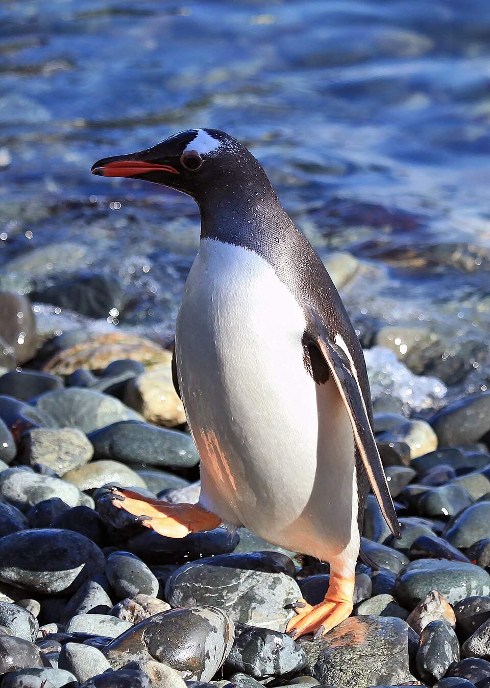 ジェンツーペンギンの顔