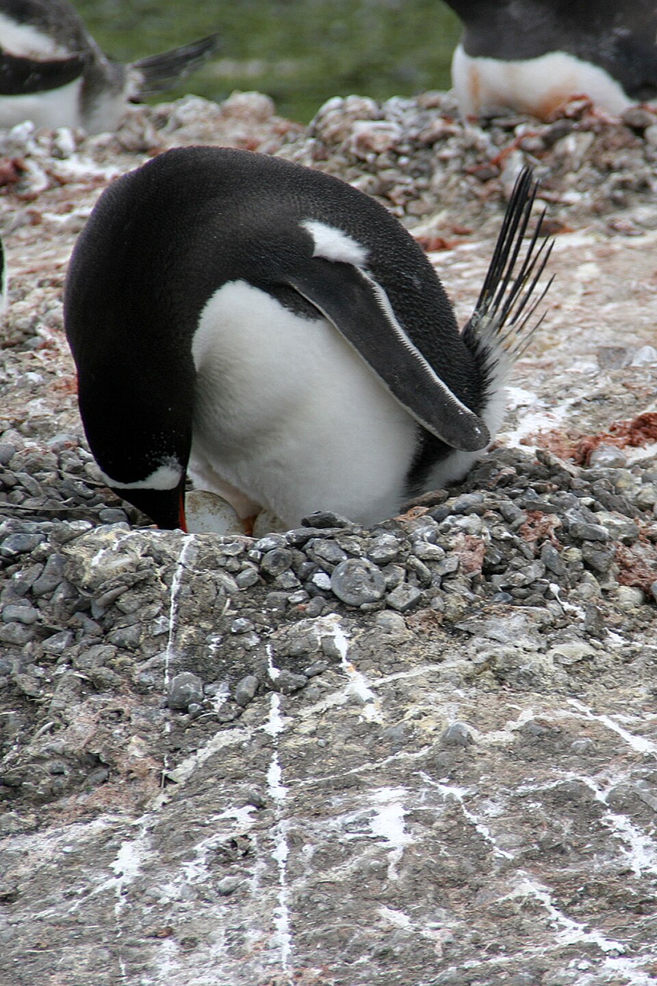 石の巣で卵を抱くジェンツーペンギン