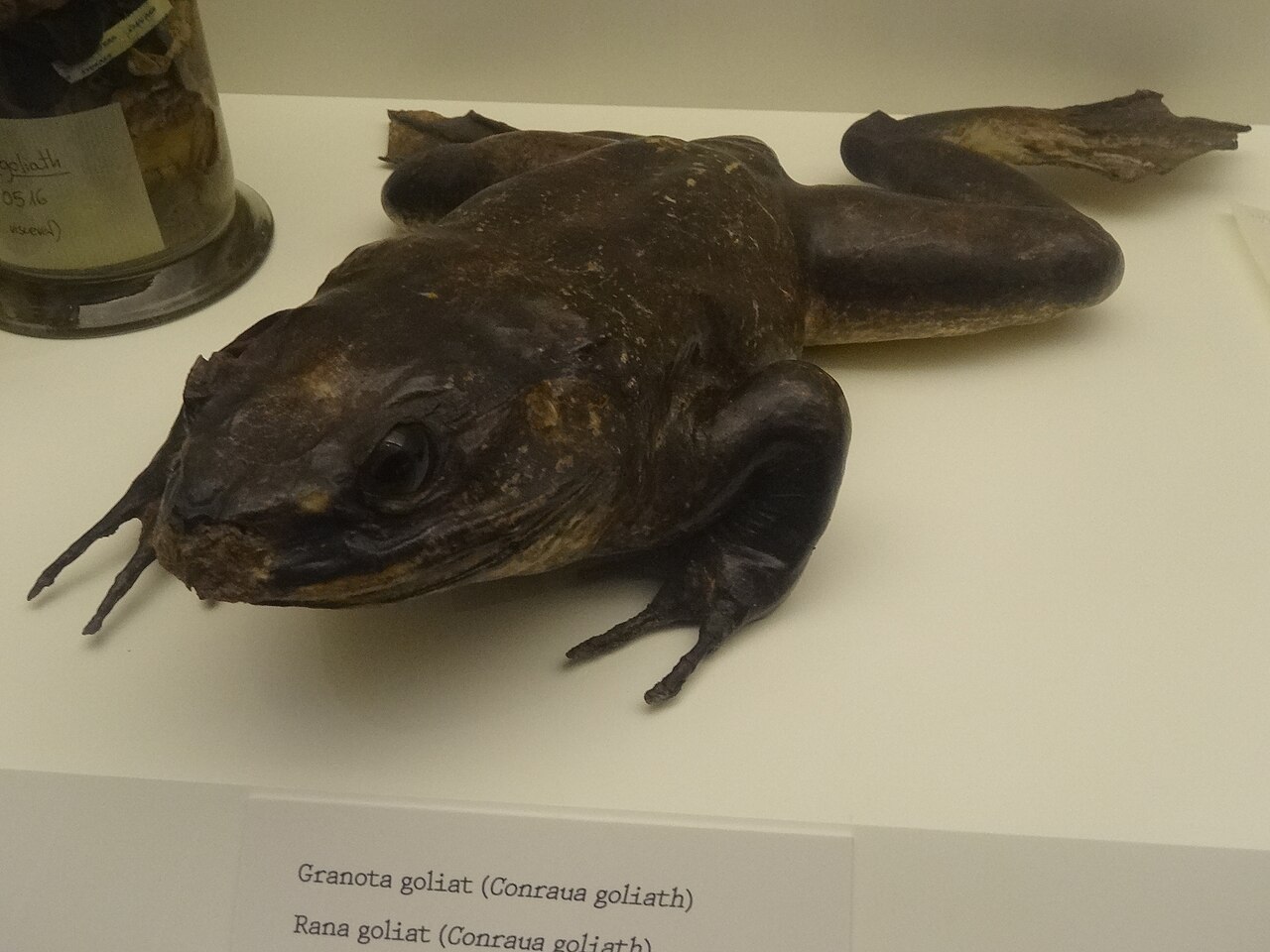ゴライアスガエルの展示標本・カメルーンとの関わりを紹介する博物館展示