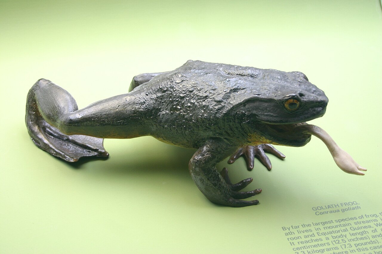 ゴライアスガエルの剥製標本・アメリカ自然史博物館