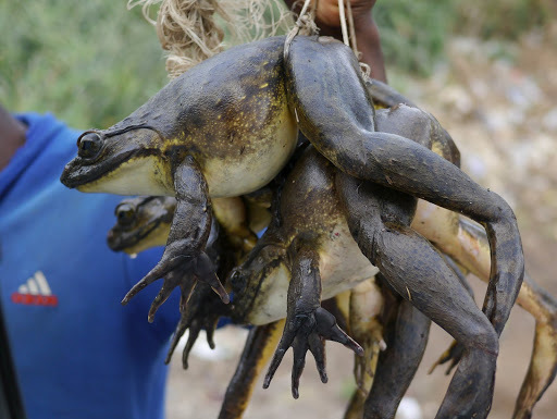 ゴライアスガエル・食用として捕獲された個体