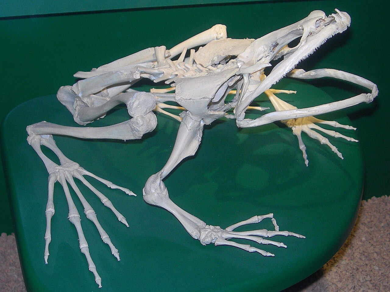 ゴライアスガエルの骨格標本・ジュネーブ自然史博物館