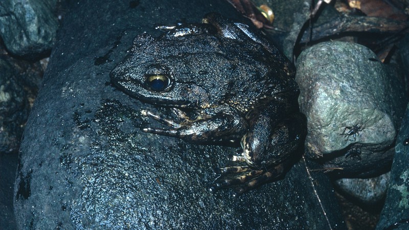 ゴライアスガエル・野生の個体・青い虹彩と巨体