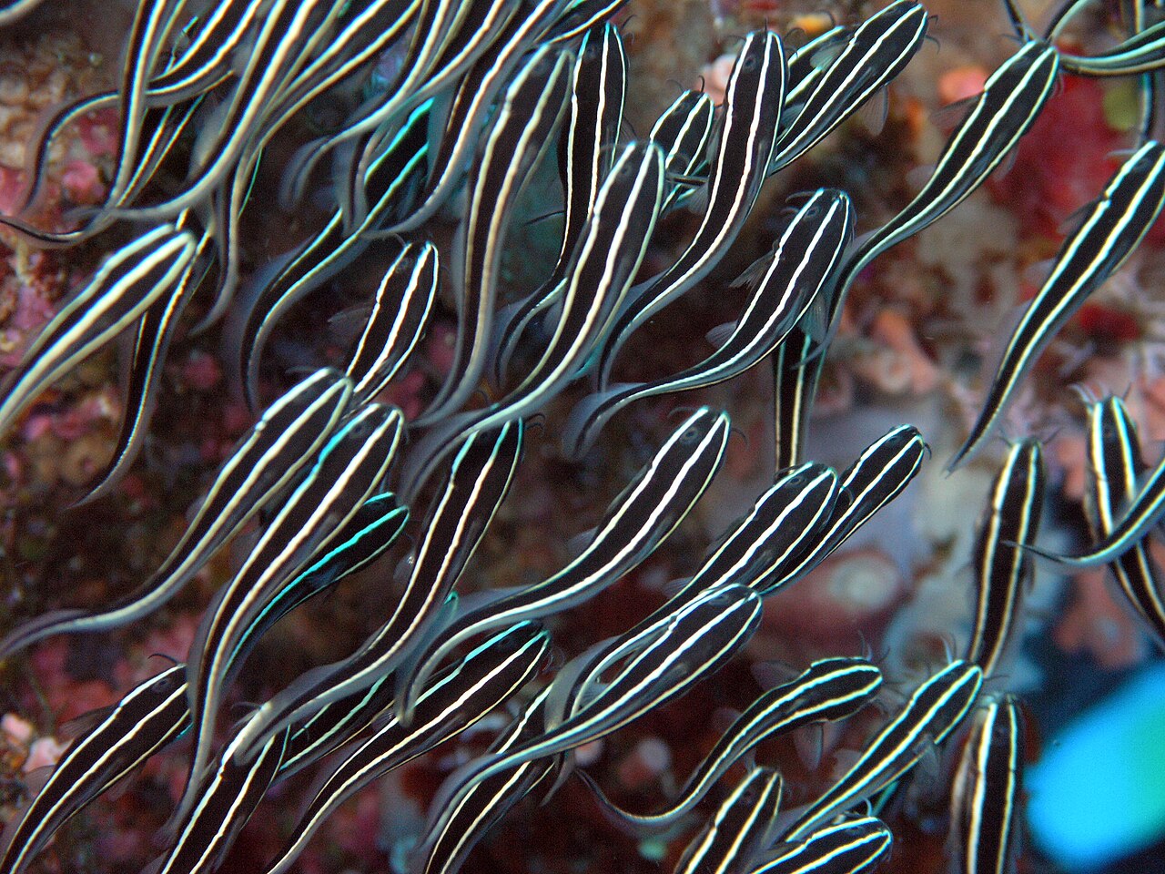 ゴンズイの群れ・幼魚が球状に集まる姿