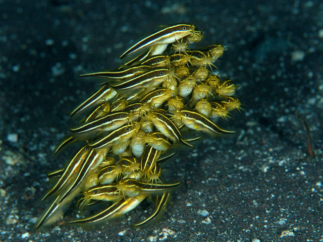 ゴンズイの成魚