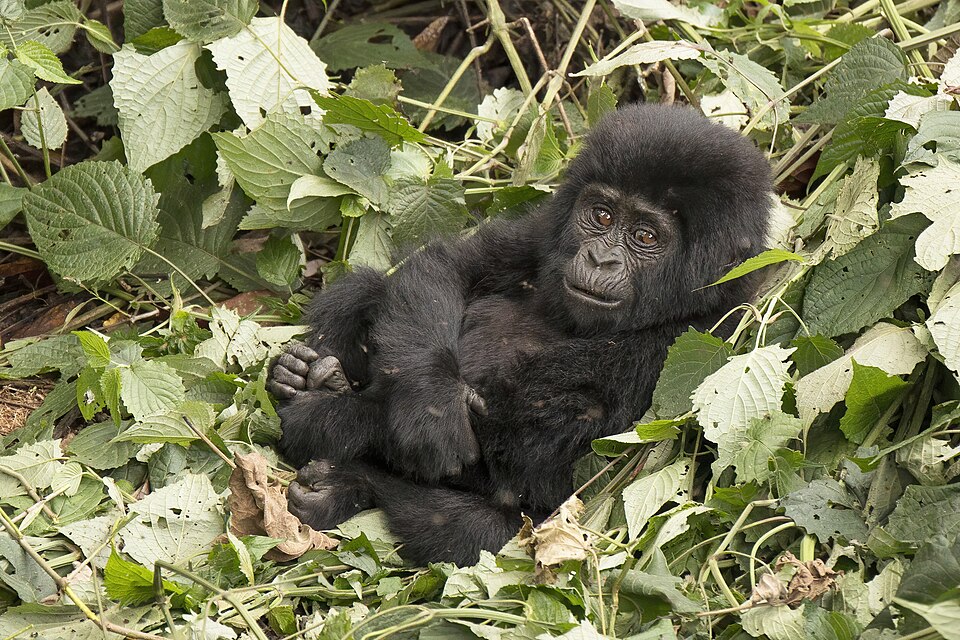 2歳のマウンテンゴリラの子ども