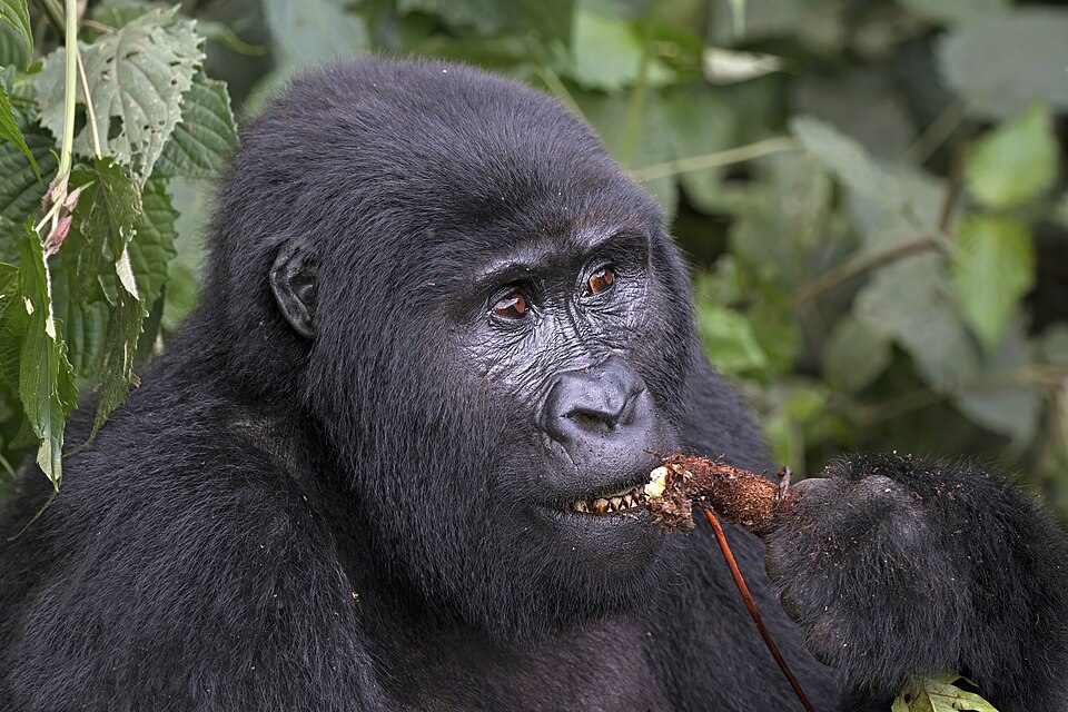 植物の根を食べるマウンテンゴリラ