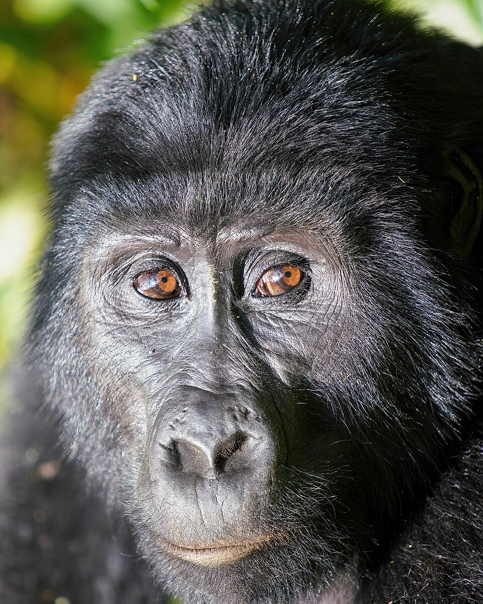 森の中の野生のマウンテンゴリラ