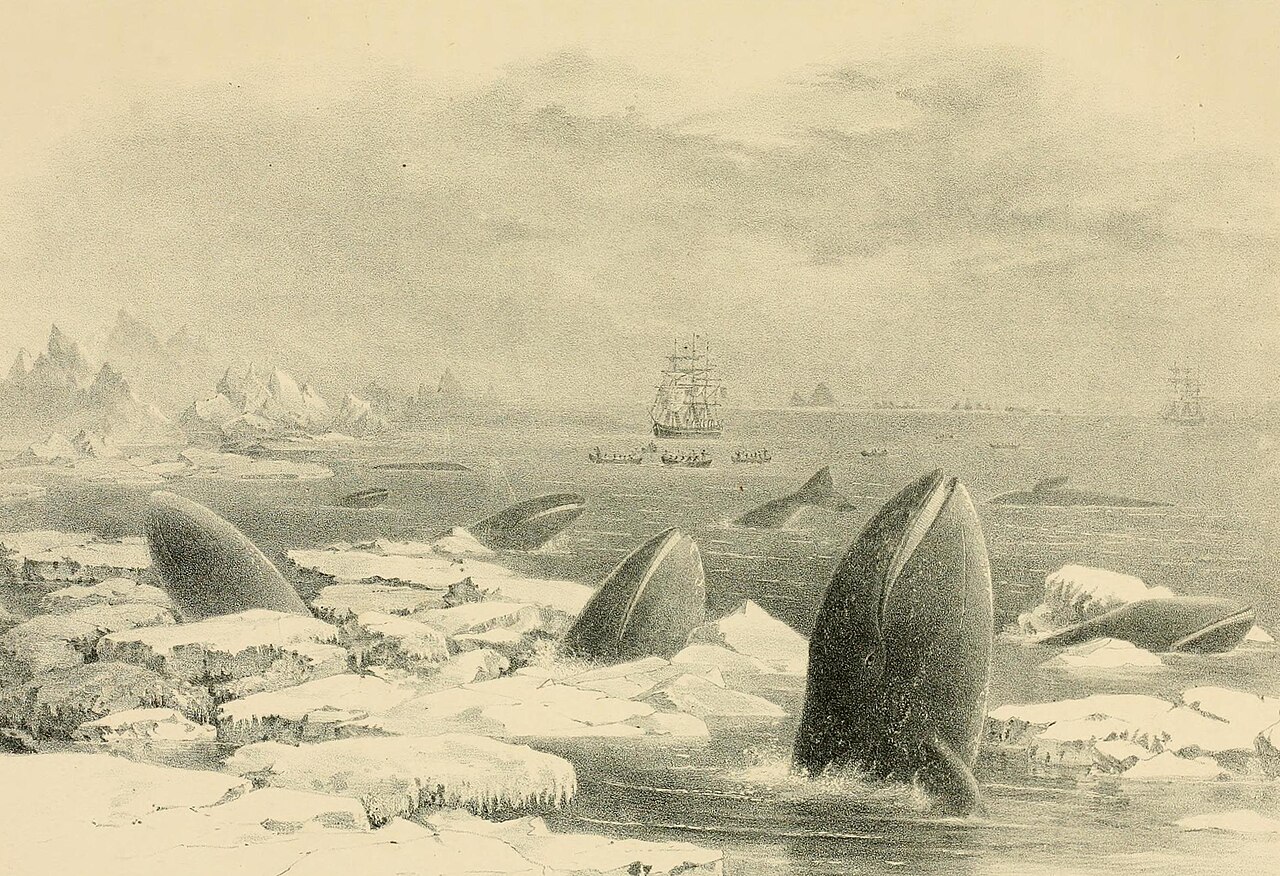 1874年のScammon画・氷海に集まるコククジラと捕鯨船