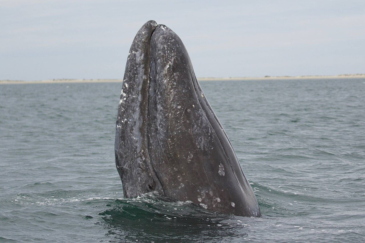 スパイホッピングするコククジラ・水面から頭を垂直に出す