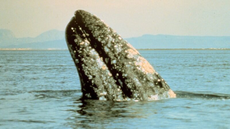 コククジラの頭部・フジツボと白斑模様