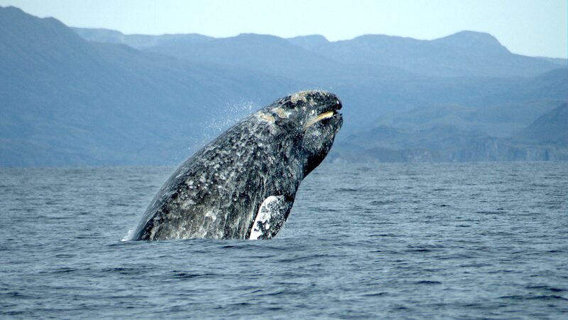 コククジラのブリーチング全身・灰色の体に白斑模様