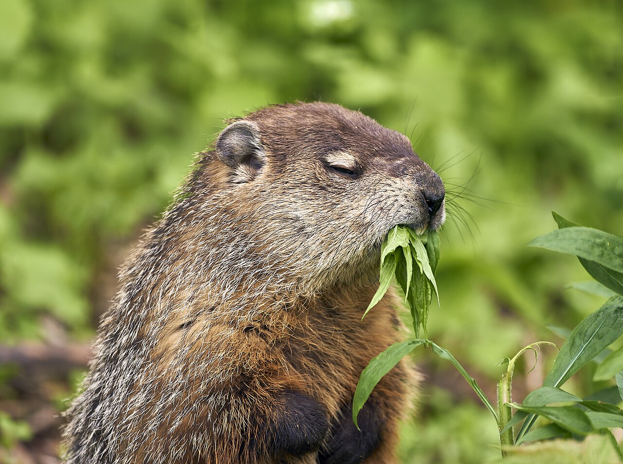 草を食べるグラウンドホッグ