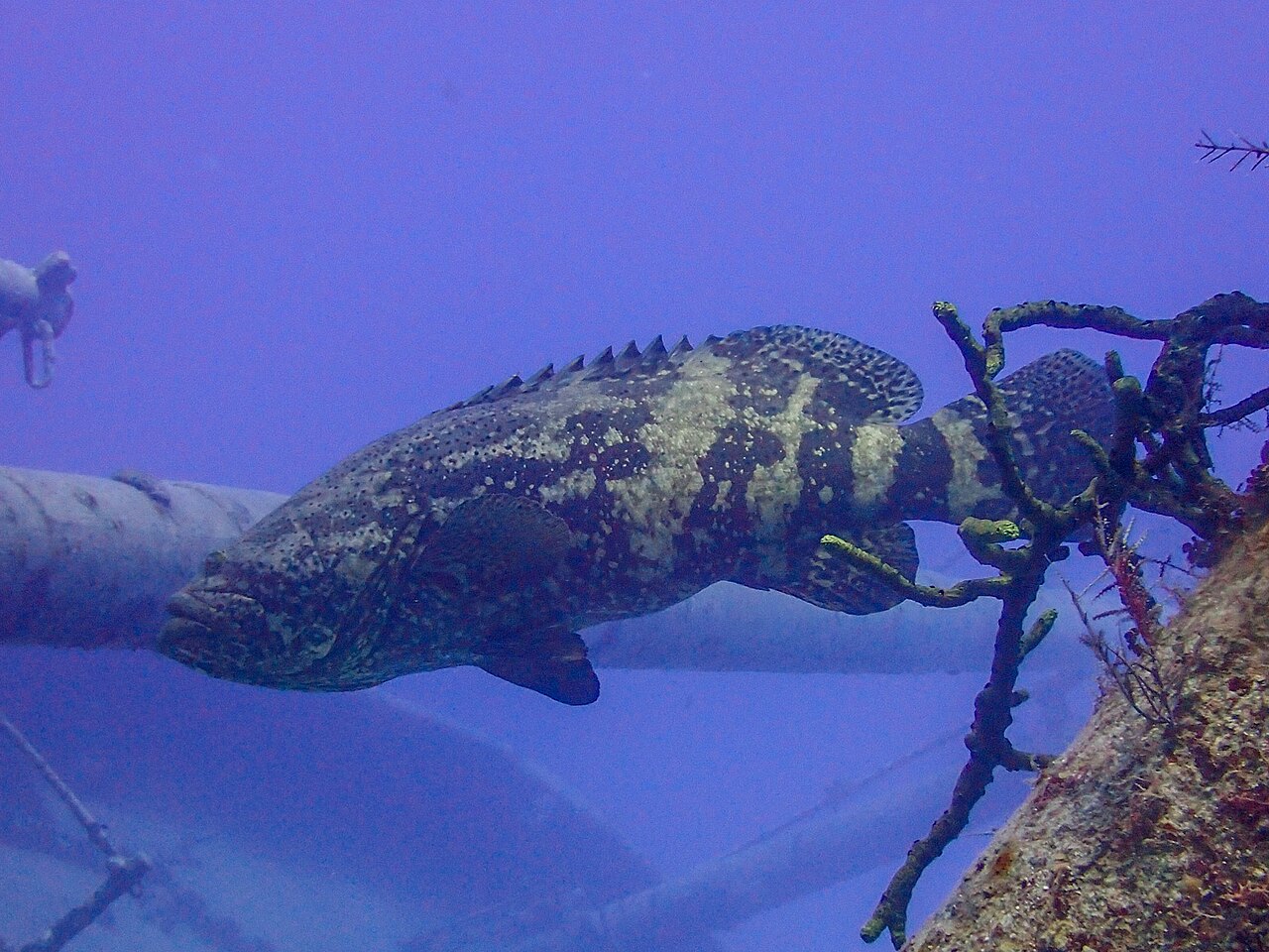 ゴリアテグルーパー・水中での成魚