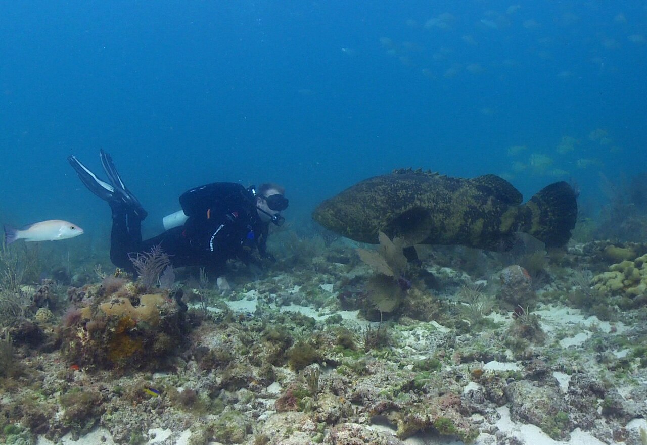 ゴリアテグルーパー・水中を泳ぐ姿