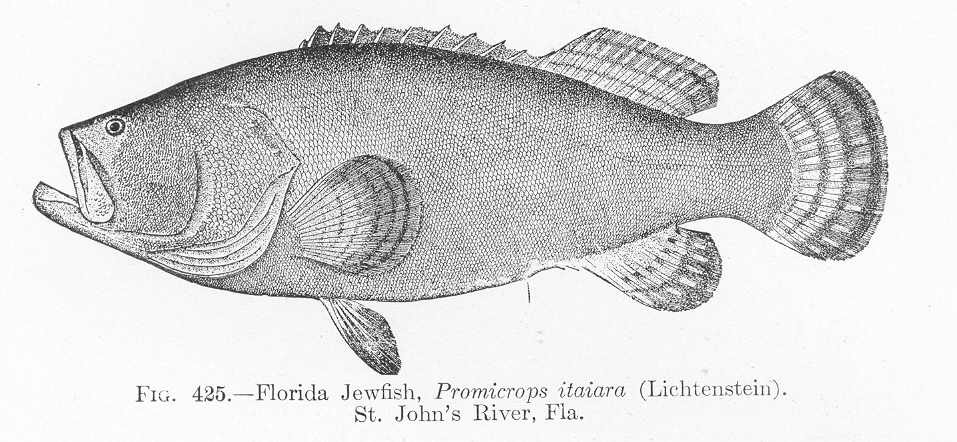 旧名Jewfish時代の歴史図・1907年のフロリダ産個体