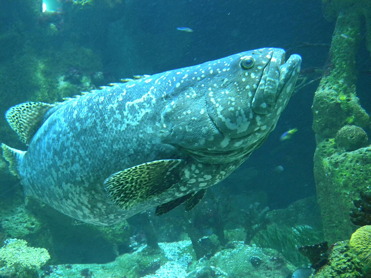 ゴリアテグルーパー・ウィーンの水族館Haus des Meeres展示
