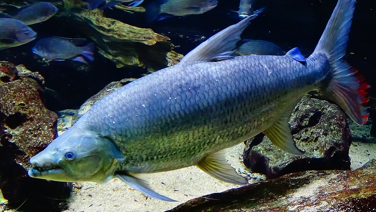 ゴライアスタイガーフィッシュ・水族館個体の側面